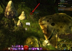gw2-no-masks-left-behind-achievement-guide-tarnished-treetop-5